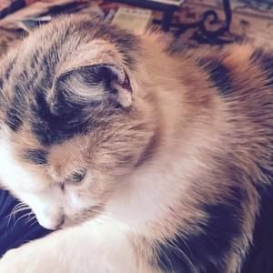 Meet your Posher, Connie